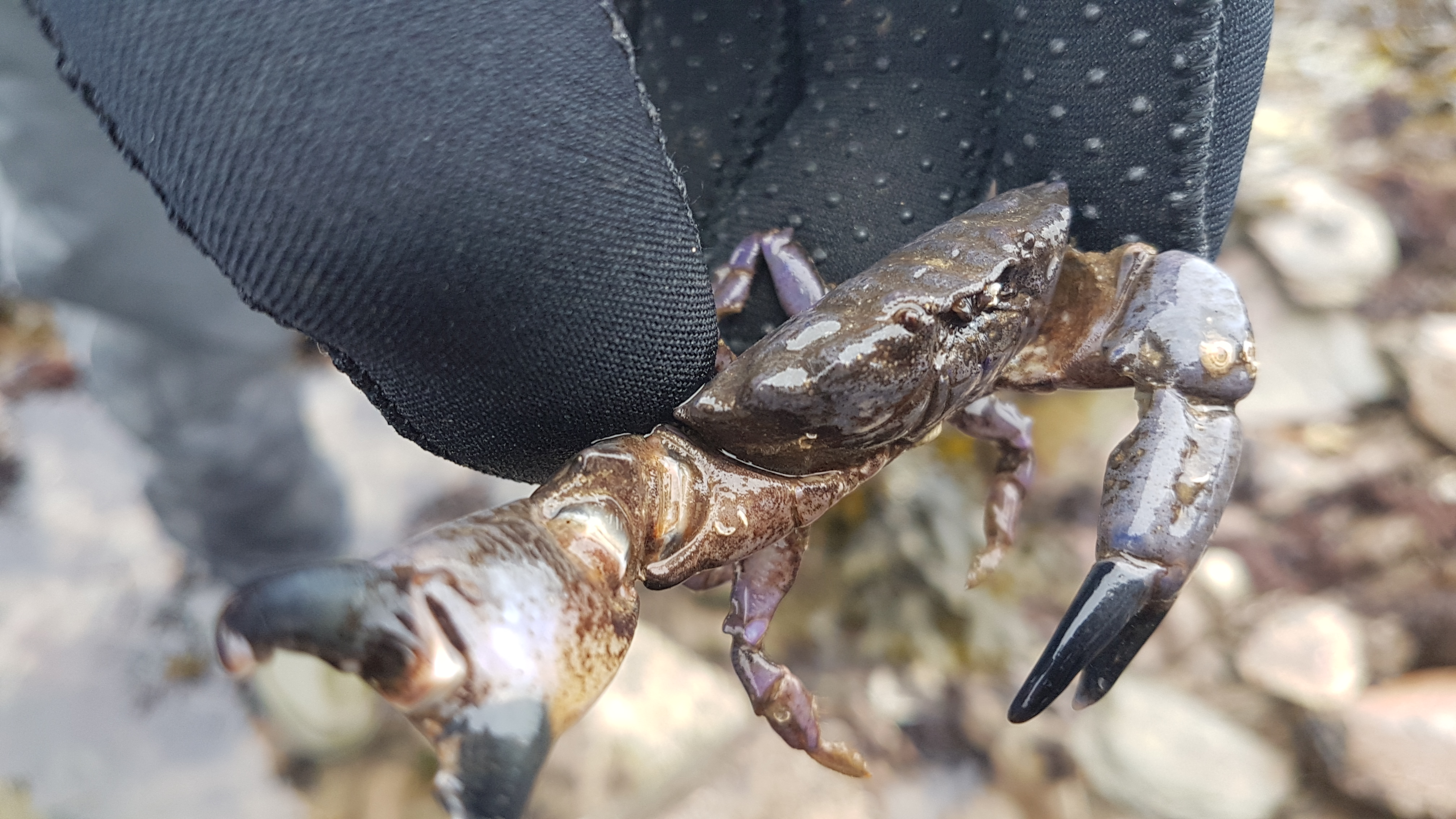 Montagu's crab stretching out claw in hand - photo credit Kate Duncan 