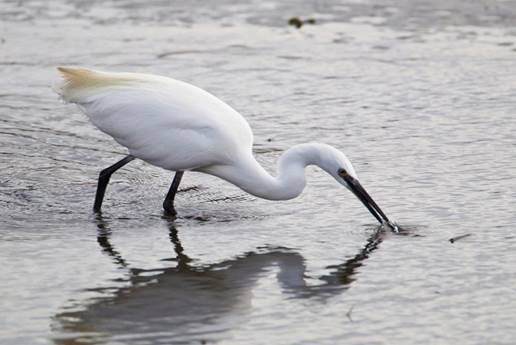 image of a little egret feeding in shallow water