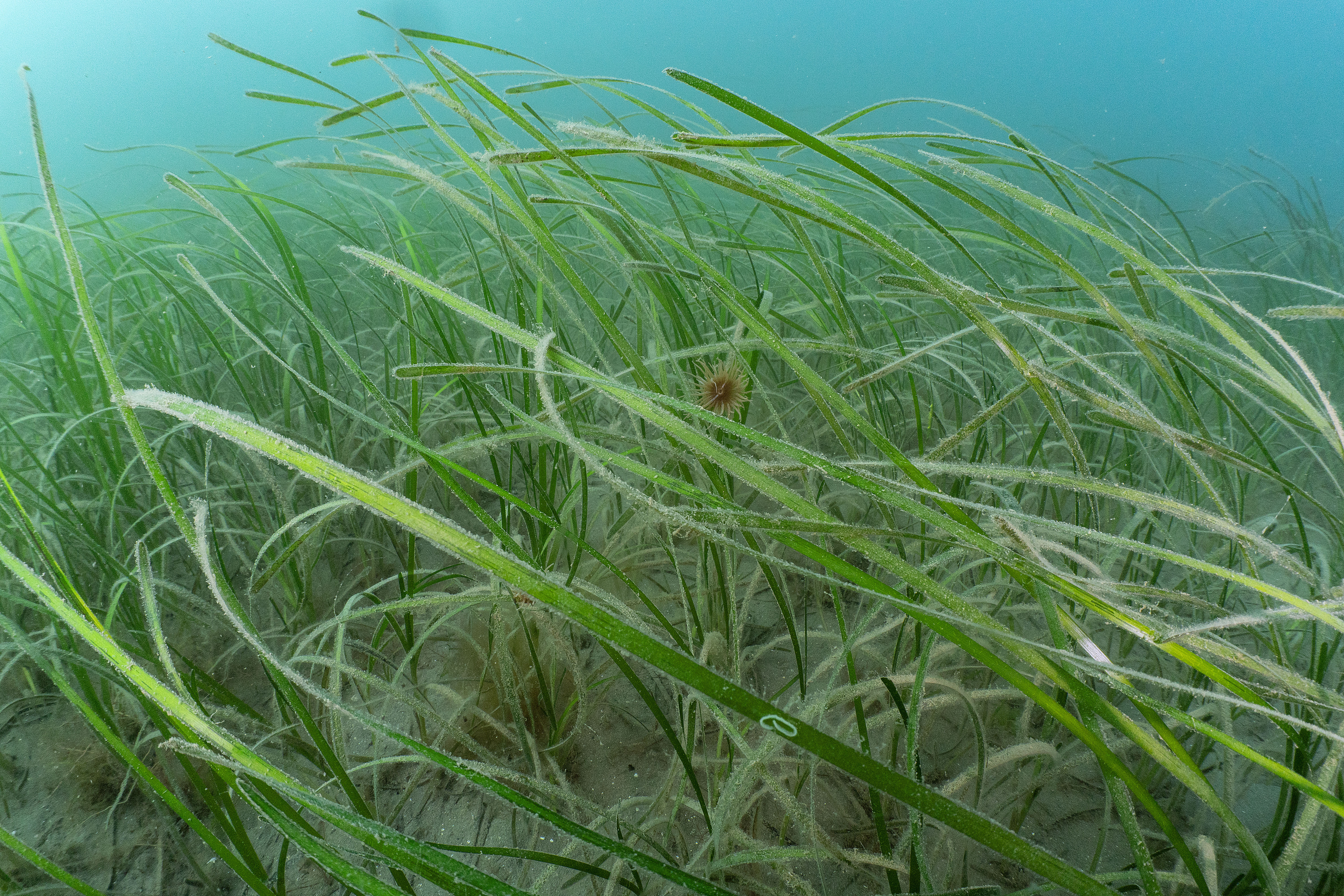 Seagrass bed Cawsand Bay - Credit Paul Naylor 