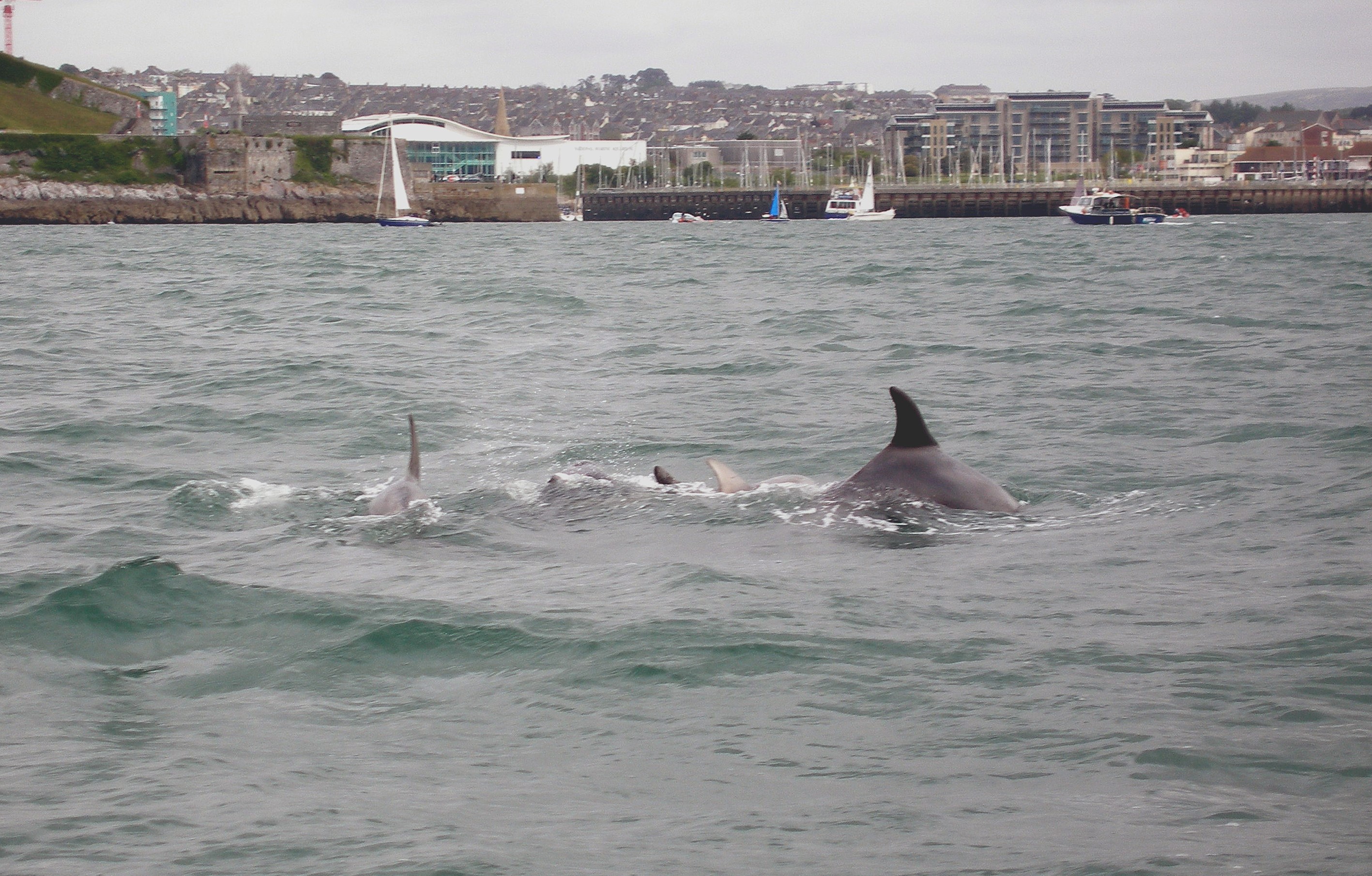 Bottlenose dolphin in the sound - photo credit Keith Hiscock