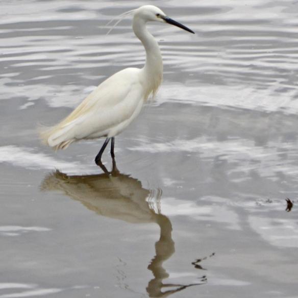 Little Egret standing in water 