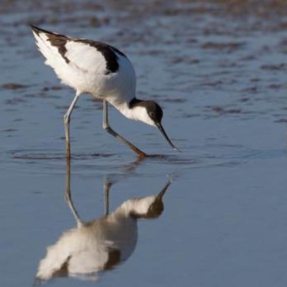 Single avocet feeding in water - credit TECF 