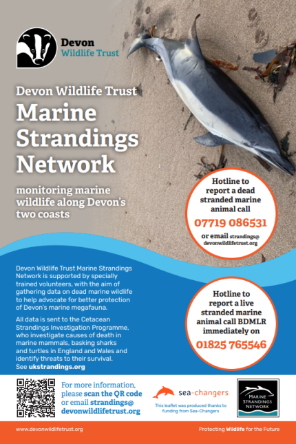 Devon Wildlife Trust - Marine Strandings Network 