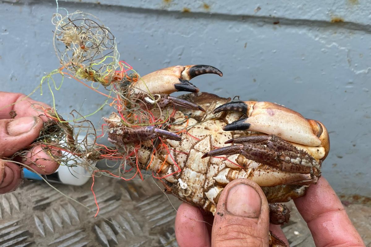 Crab entangles in fishing wire  - Photo credit Preventing Plastic Pollution 