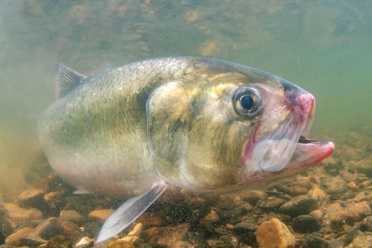 Allis shad fish - photo credit Jack Perks 