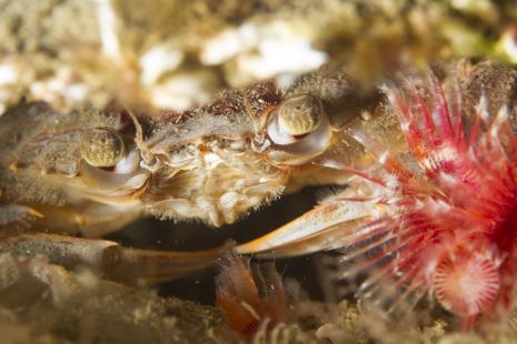 Face of a crab with a fan worm - photo credit Sam Balderson 