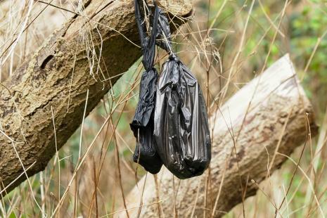 Dog waste bag hanging on branch - photo credit adobe stock image 