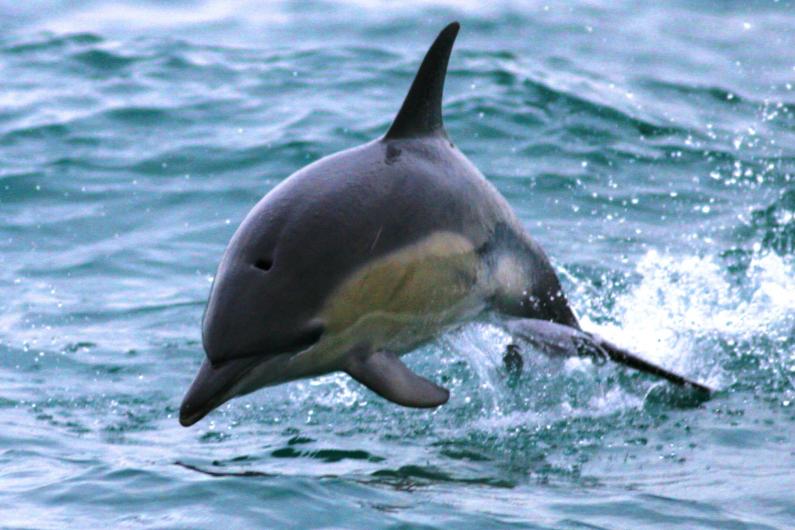 Gavins Common Dolphin