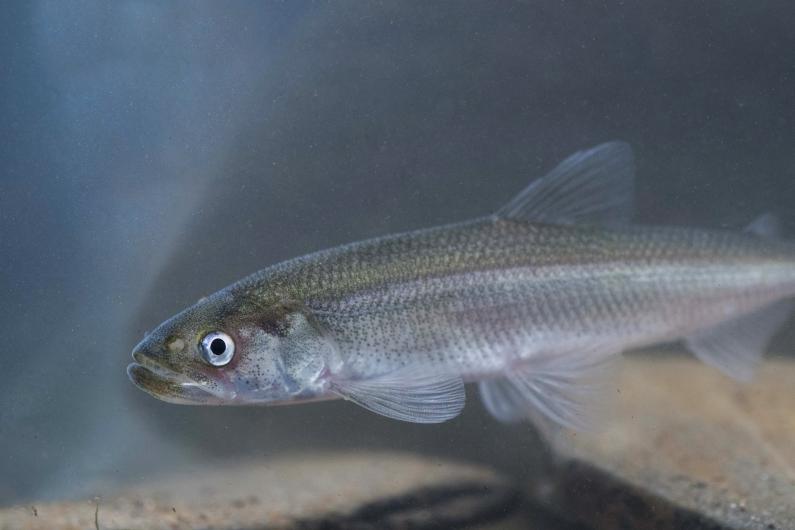 Close up of Smelt - Photo credit Jack Perks