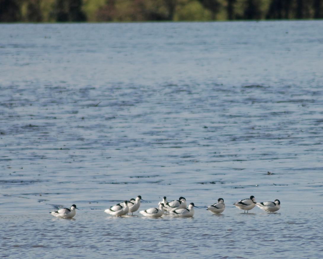 Flock of Avocet 