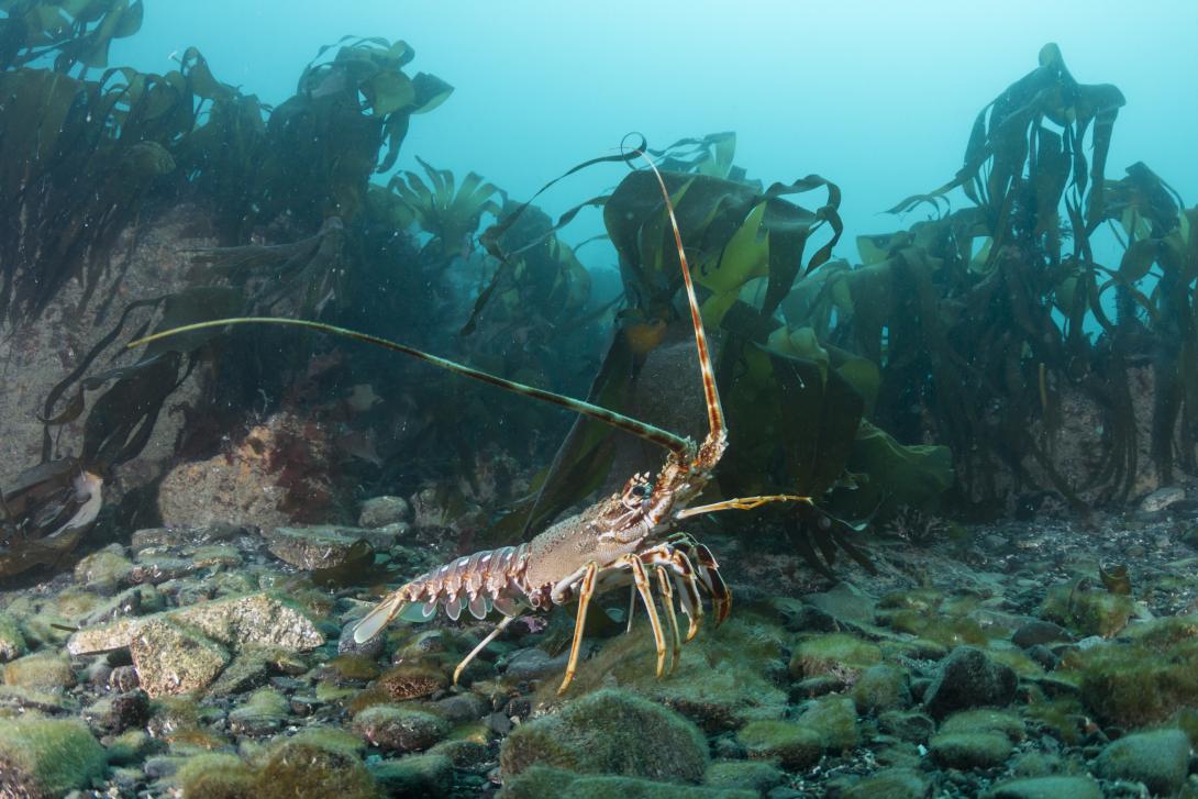 Lobster on the seabed with Kelp _credit Sam Balderson 