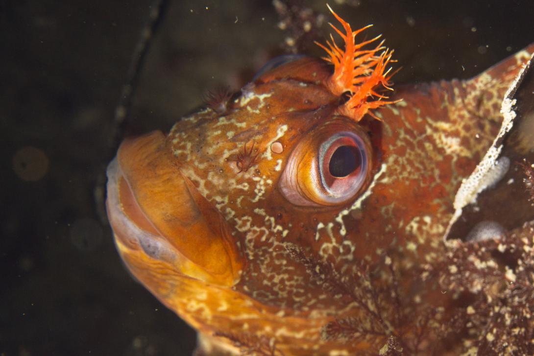 Tompot Blenny - Credit Sam Balderson 