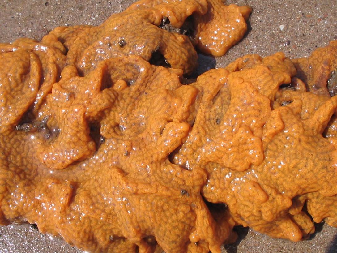 Orange cloak sea squirt (Botrylloides violaceus) Photo credit Judith Oakley. MBA