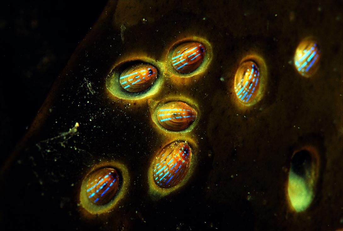 Group of blue-rayed limpets - photo credit Paul Naylor 