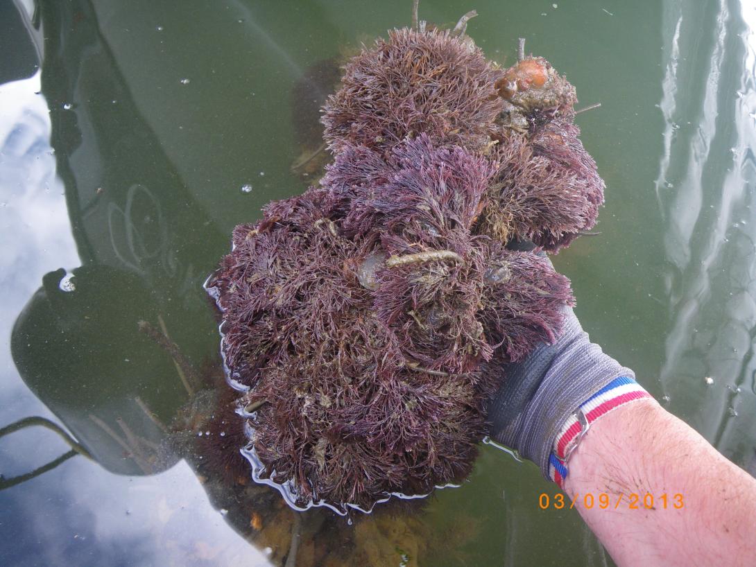 Ruby Bryozoan  (Bugula neritina) photo credit J. Bishop. MBA