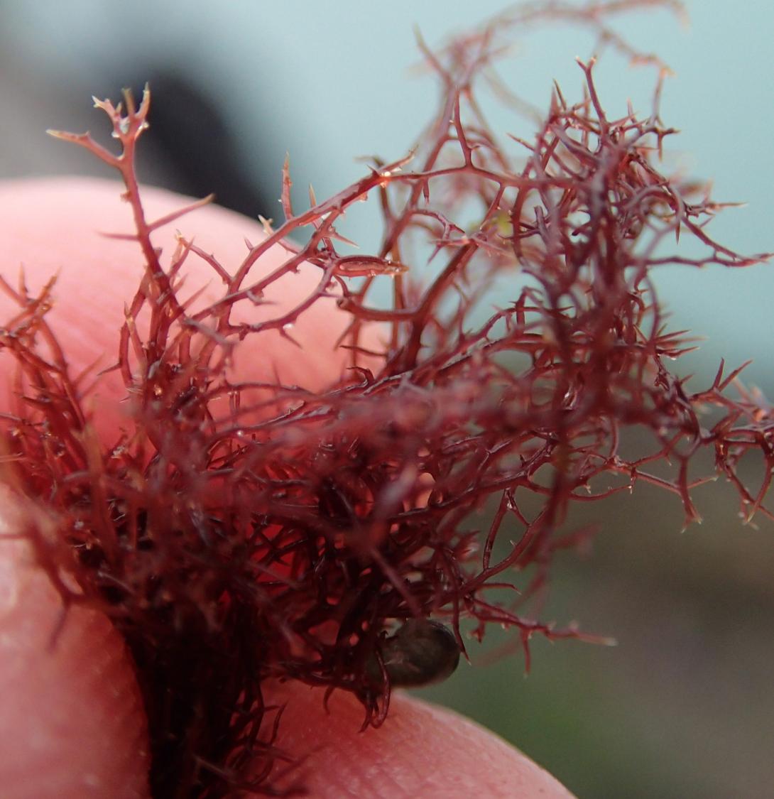 Pom pom weed (Caulacanthus okamurae) photo credit Matt Slater