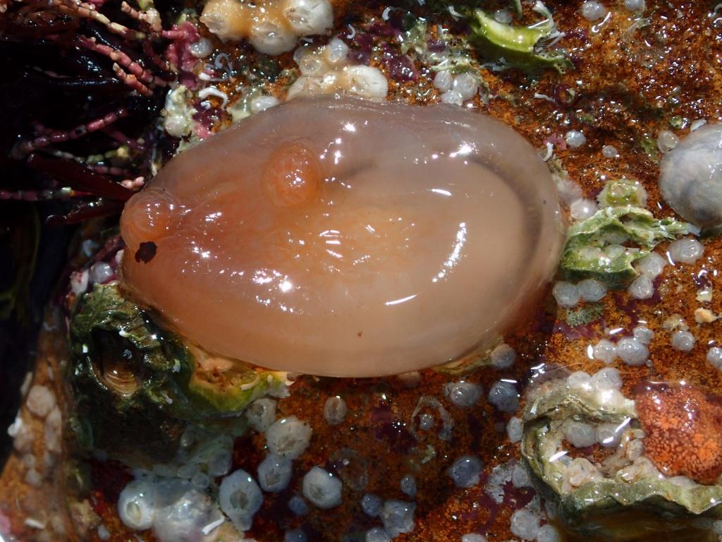 Orange-tipped sea squirt (Corella eumyota) Photo credit Paula Lightfoot