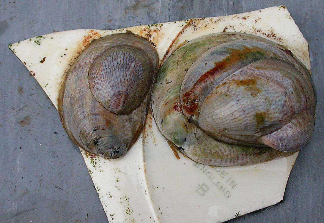 Slipper limpet (Crepidula fornicata) Photo credit J. Bishop. MBA