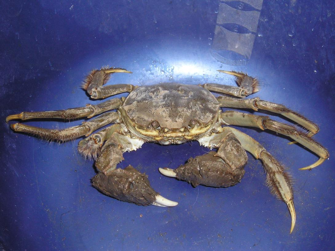 Chinese mitten crab (Eriocheir sinensis) Photo credit Huw Jones. MBA