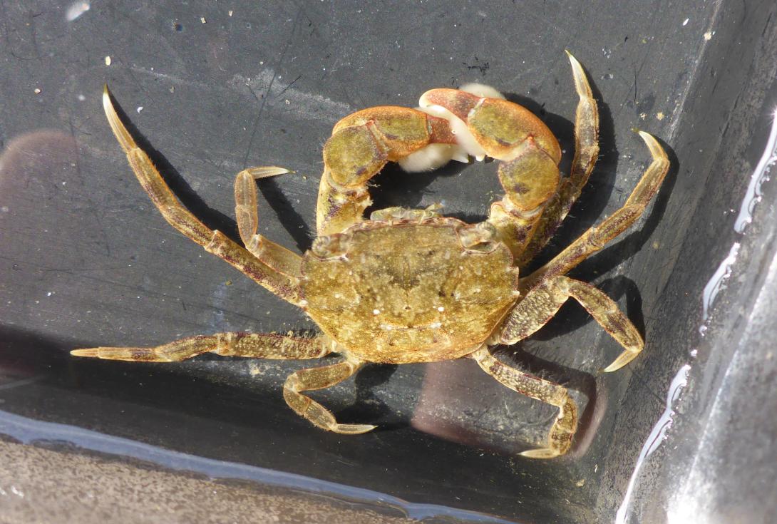 Asian shore crab (Hemigrapsus sanguineus and H. takanoi) photo credit J Bishop.MBA