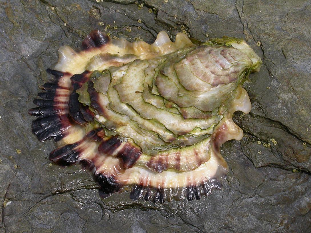 Pacific Oyster - Photo credit J. Bishop. MBA