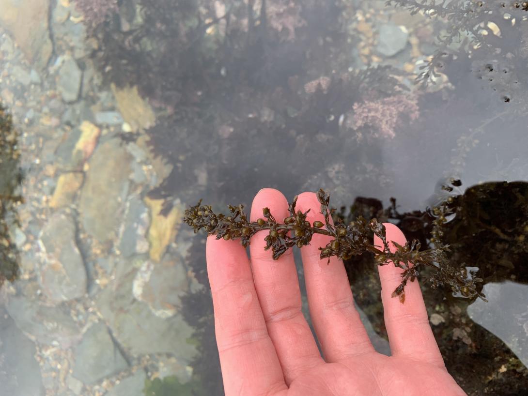 Wireweed (Sargassum muticum) photo credit Kate Duncan