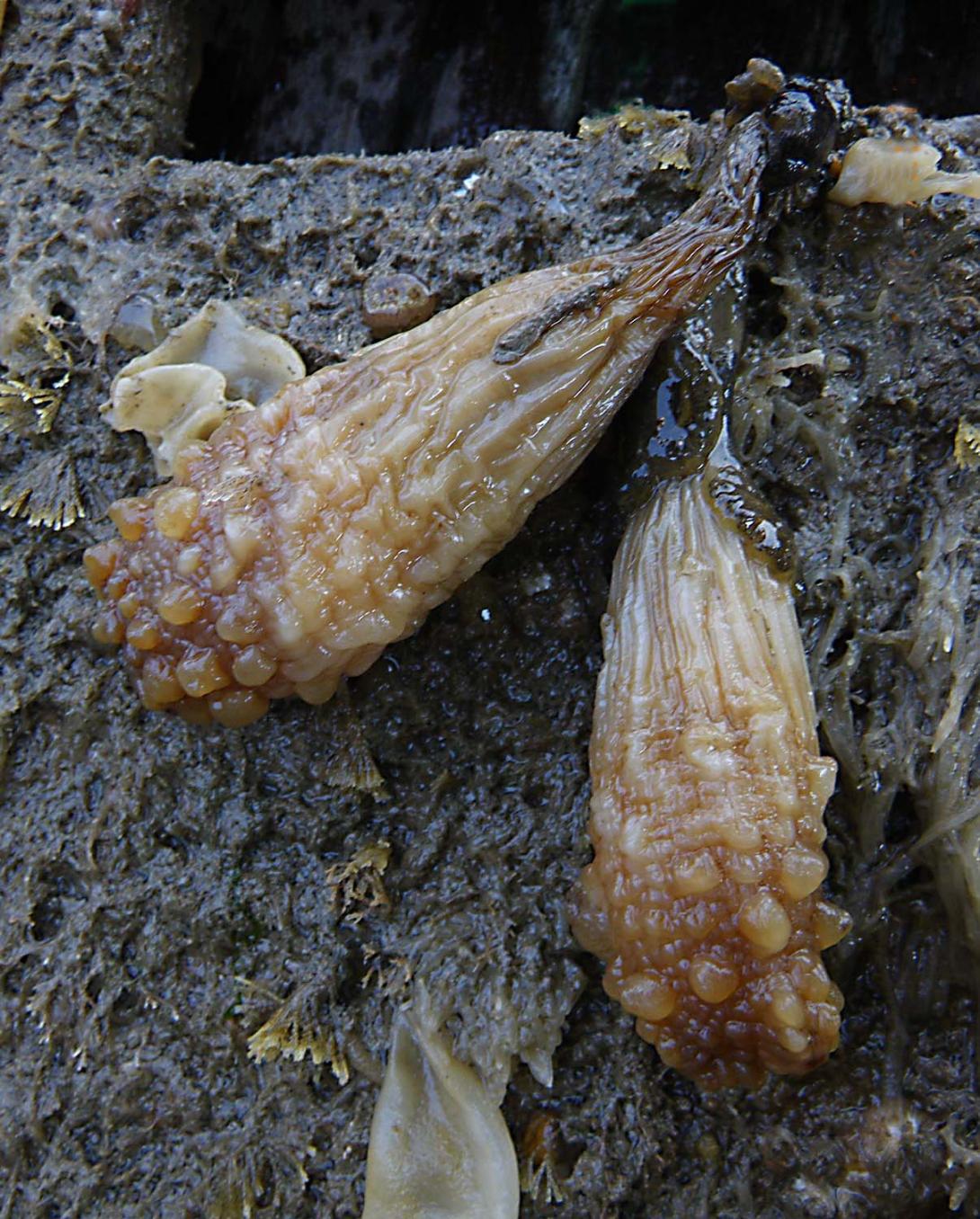 Leathery sea squirt (Styela clava) photo credit J. Bishop. MBA