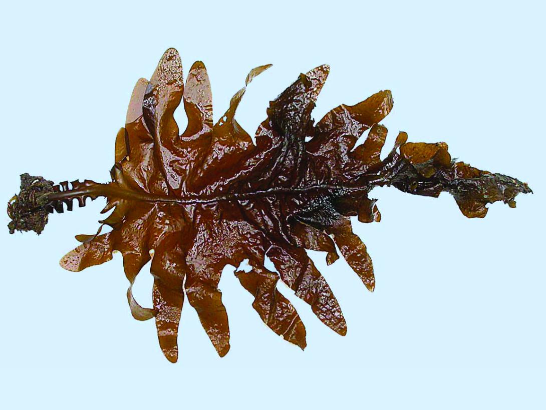 Wakame seaweed (Undaria pinnatifida) photo credit J. Bishop. MBA